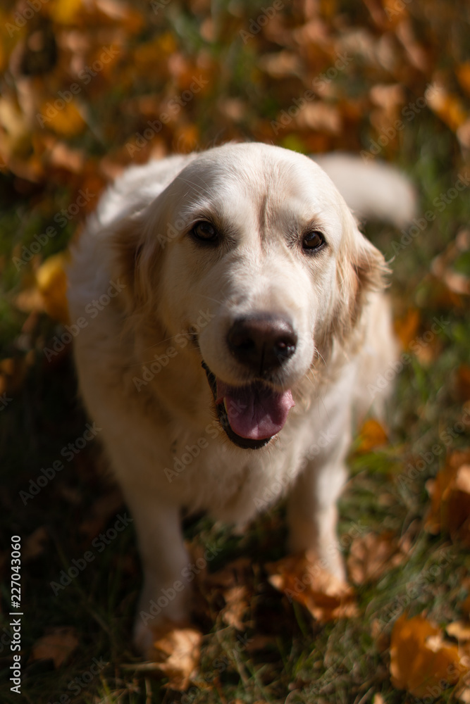 portrait of a beautiful golden retriever in fallen autumn foliage portrait of a beautiful golden retriever in fallen autumn foliage