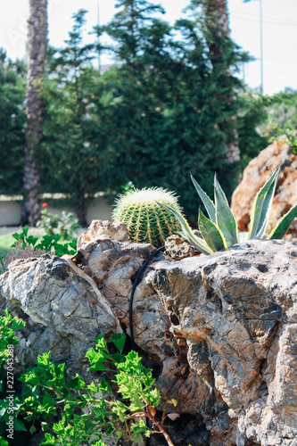Microcosm Plants. Crete