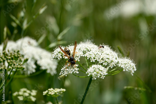Paper Wasp on Ground Elder Flower © Erik