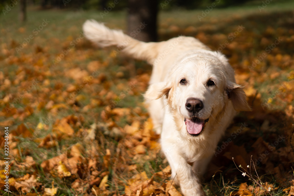 portrait of a beautiful golden retriever in fallen autumn foliage portrait of a beautiful golden retriever in fallen autumn foliage
