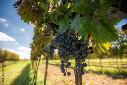 Blue Cabernet Franc grapes in the hungarian vineyard with the autumn season before the harvesting time.