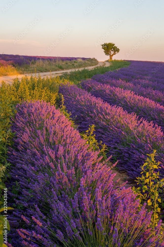 Fototapeta premium Driving through lavender fields in Provence France