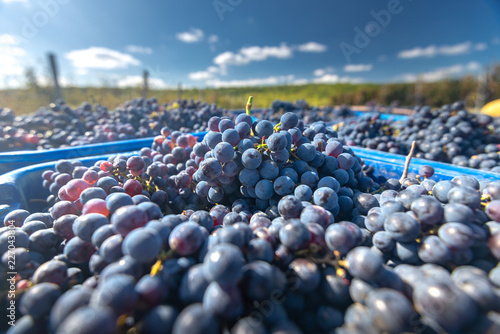 Fotografi Blue vine grapes