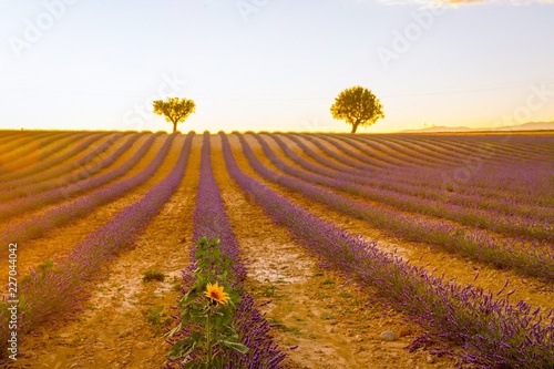 An isolated sunflower among fields of lavender in Provence France