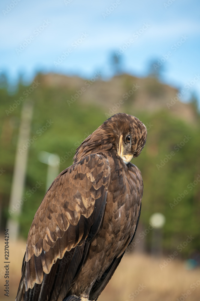 Naklejka premium Golden eagle