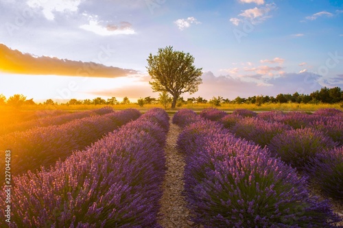 Lavender fields with a lone tree at sunset - Provence France
