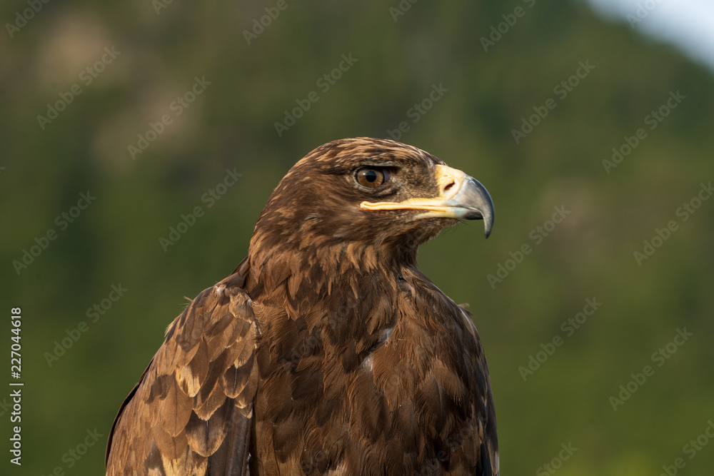Fototapeta premium Golden eagle