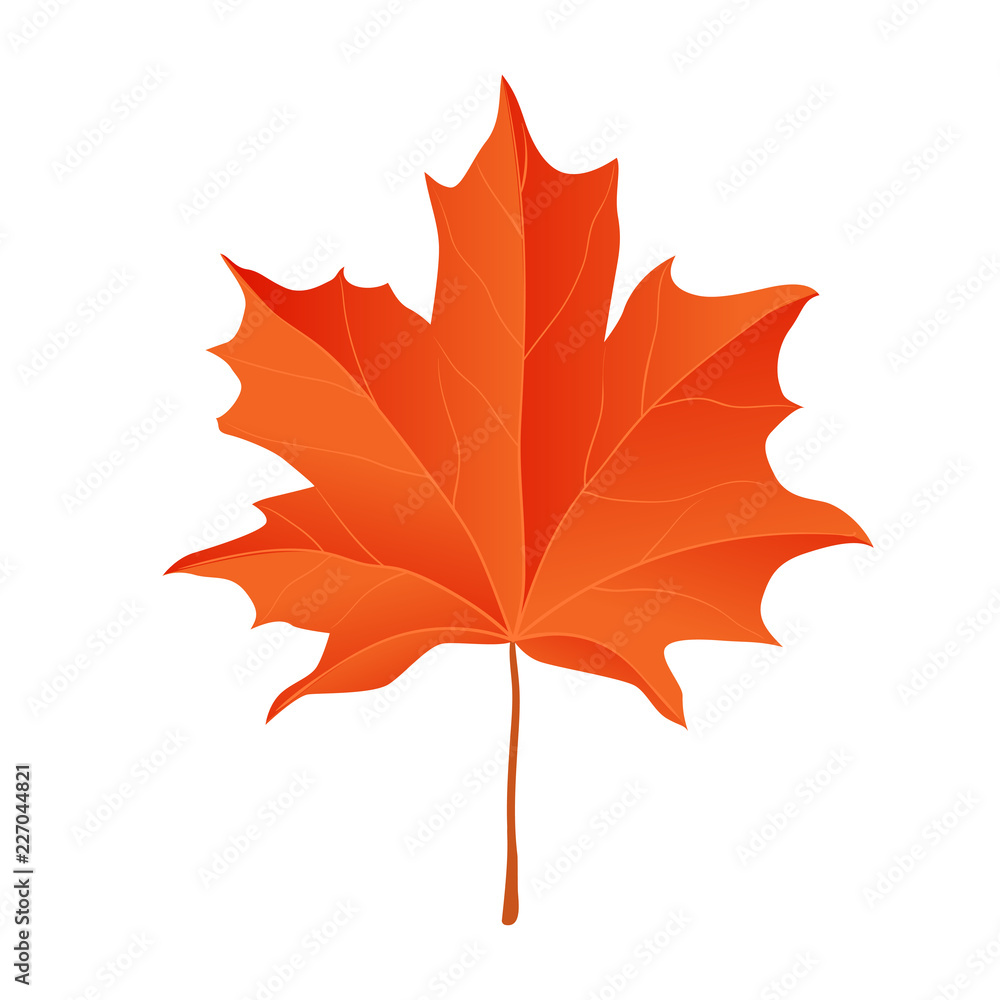 Fototapeta premium Yellow maple leaf. Vector illustration. Isolated object on white background. Elements for design of Thanksgiving Day, on fall theme.