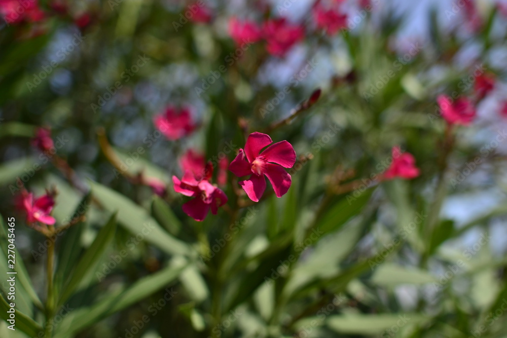 red flowers in garden