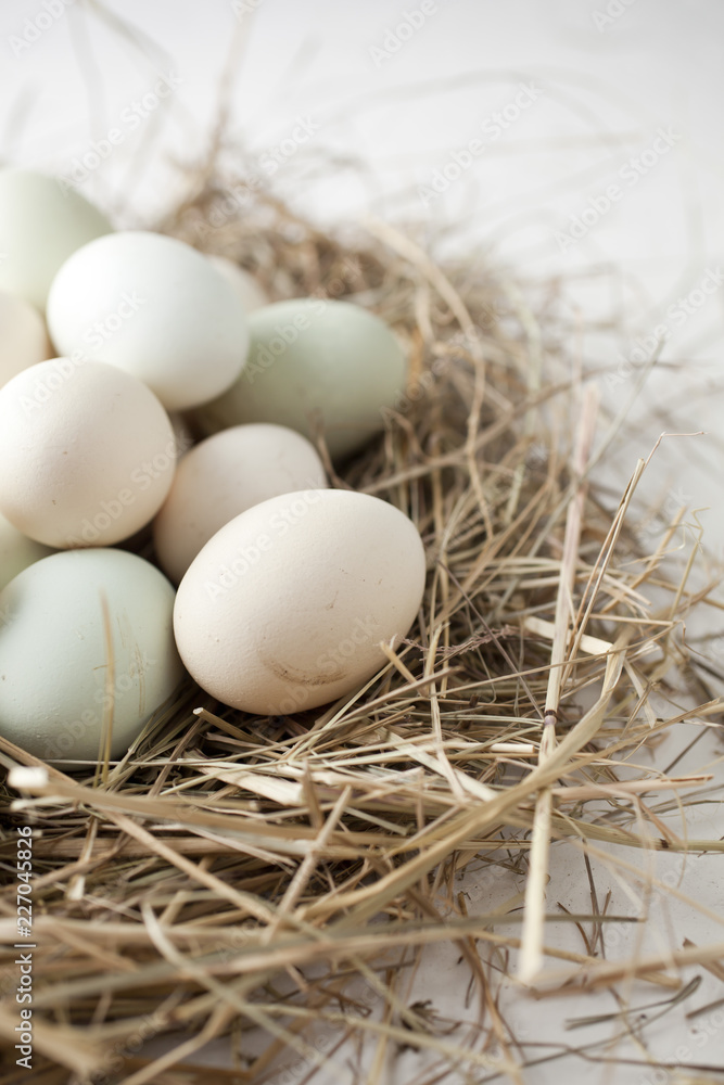 lot of eggs in multiple colors lot of eggs in multiple colors