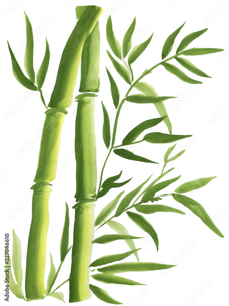 Fototapeta premium Green Bamboo, painted in watercolor in oriental style