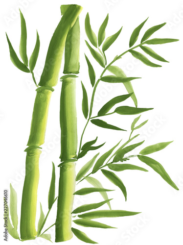 Fototapeta Naklejka Na Ścianę i Meble -  Green Bamboo, painted in watercolor in oriental style