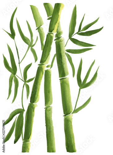 Green Bamboo  painted in watercolor in oriental style