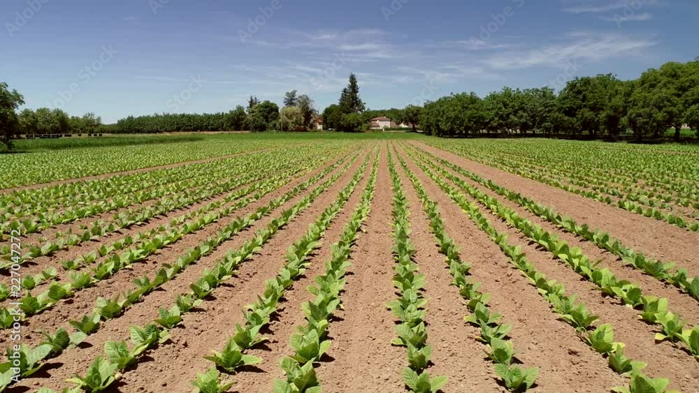 Tracking aerial shot of tobacco fields in Correze, France. Tracking aerial shot of tobacco fields in Correze, France.