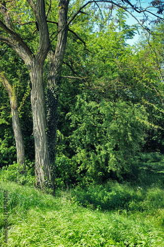 Fototapeta Naklejka Na Ścianę i Meble -  Green meadow and trees bushes nature germany Summer landscape