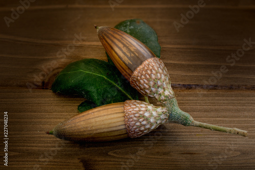 California Live oak acorns photo