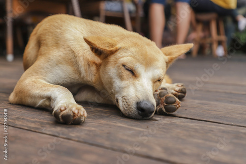 Thai homeless pet sleep on wooden floor