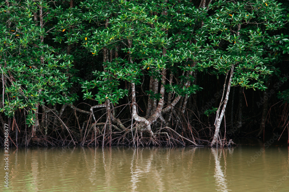 Fototapeta premium Wielkie drzewo magle w Tajlandii tropikalnych lasów namorzynowych bagien bujny zimozielony krajobraz rzeki