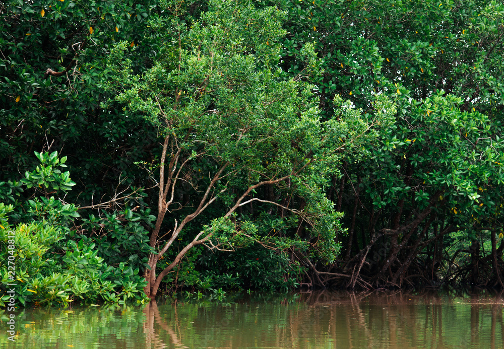 Big magle tree in Thailand tropical mangrove swamp forest lush evergreen river landscape Big magle tree in Thailand tropical mangrove swamp forest lush evergreen river landscape