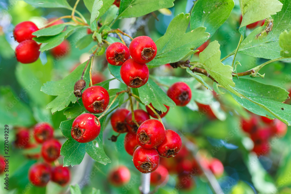 Obraz premium Majuelo con frutos, majuelas. Crataegus monogyna. Frutos del bosque.