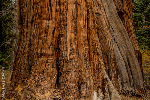Wood texture and background of a pine tree near the base