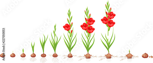 Life cycle of gladiolus plant. Stages of growth from planting corm to adult plant with flowers