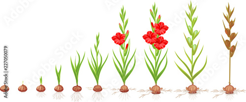 Life cycle of gladiolus plant. Stages of growth from planting corm to adult plant with flowers and seeds