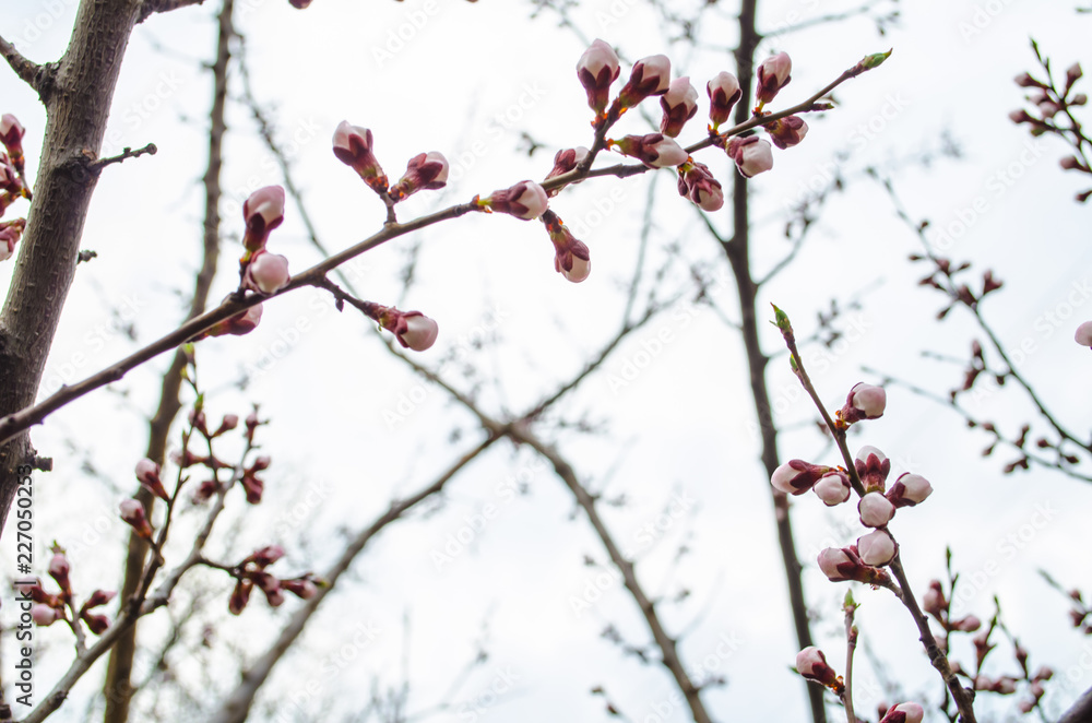 White cherry is going to bloom in spring White cherry is going to bloom in spring
