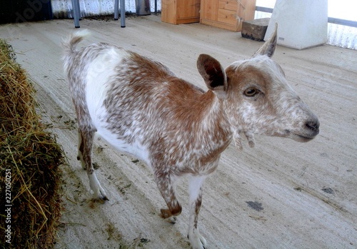 Cabra pequeña de granja de color marrón y blanco