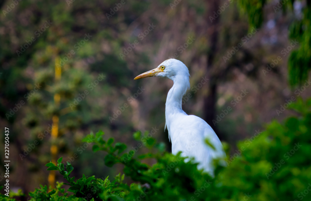 Cattle Egret in the garden in its natural habitat in a soft blurry background. Cattle Egret in the garden in its natural habitat in a soft blurry background.