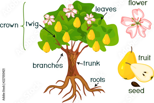 Parts of plant. Morphology of pear tree with fruits, flowers, green leaves and root system isolated on white background