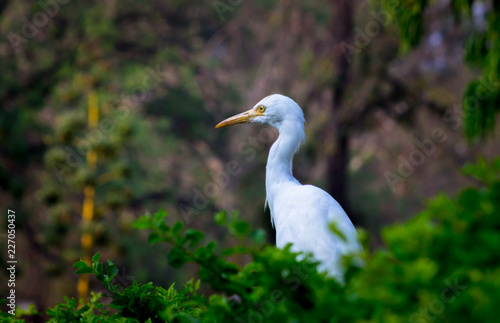 Cattle Egret in the garden in its natural habitat in a soft blurry background.