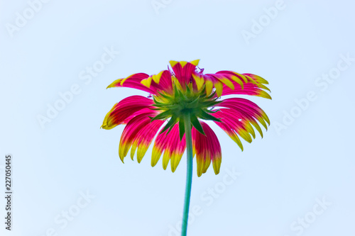 Fototapeta Naklejka Na Ścianę i Meble -  Gaillardia flower blooming away on a beautiful spring day