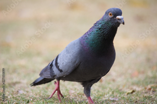 A domestic Pigeon sitting on the grass and looking curiously in its natural habitat.