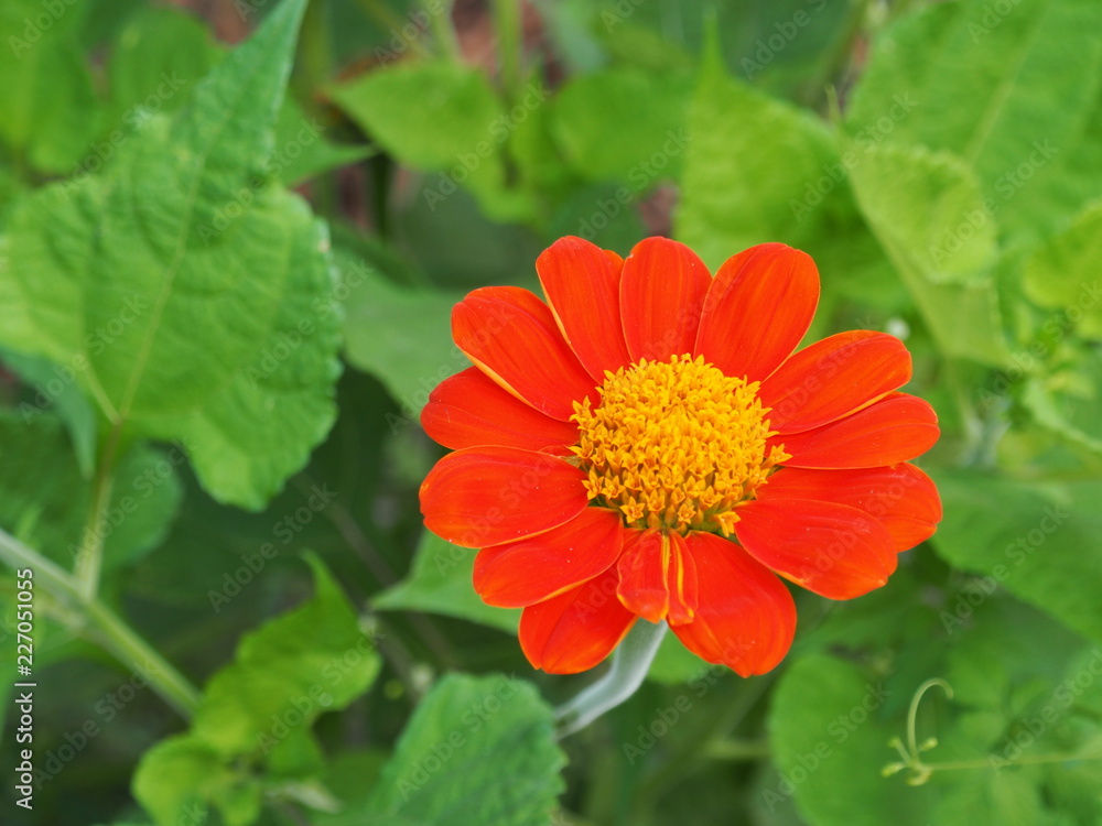 orange flowers with yellow pollen on the green leaves background (Orange Mexican sunflower or Tithonia Rotundifolia) orange flowers with yellow pollen on the green leaves background (Orange Mexican sunflower or Tithonia Rotundifolia)