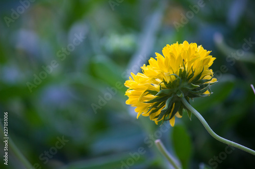 Fototapeta Naklejka Na Ścianę i Meble -  Marigold flower blooming away in the garden on a beautiful day.