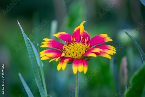 Fototapeta Naklejka Na Ścianę i Meble -  Gaillardia flower  blooming away on a beautiful spring day