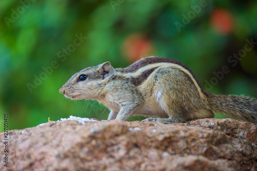 Squirrels are members of the family Sciuridae, a family that includes small or medium-size rodents. The squirrel family includes tree squirrels, ground squirrels, chipmunks, marmots, flying squirrels,
