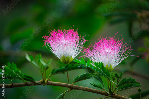 A Persian Silk Tree Flower blooming away in a soft blurry background on a beautiful bright day.