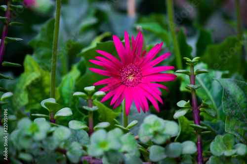 Beautiful Pink Sunflowers blooming away so brightly in the garden with a nice soft background.