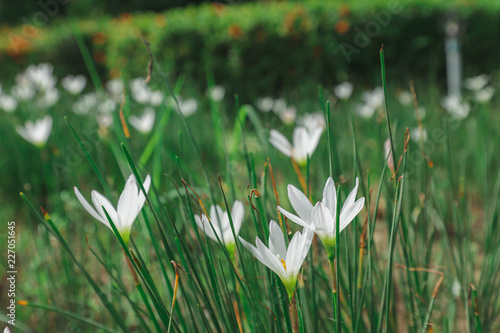 Rain lily flower with blur background