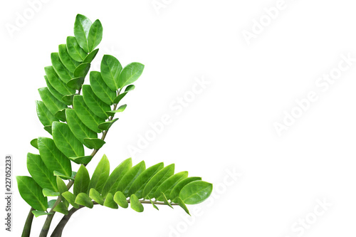 Green Leaves of Zanzibar Gem  Zuzu or Emerald Palm Plant Isolated on White Background