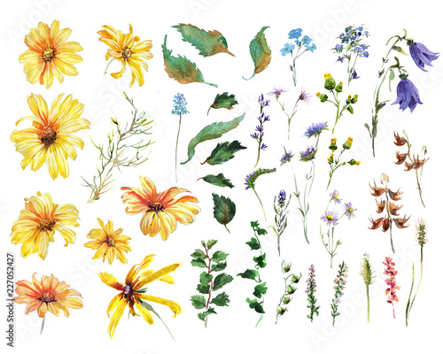 Collection Camomile yellou flower, hand drawing watercolor illustration