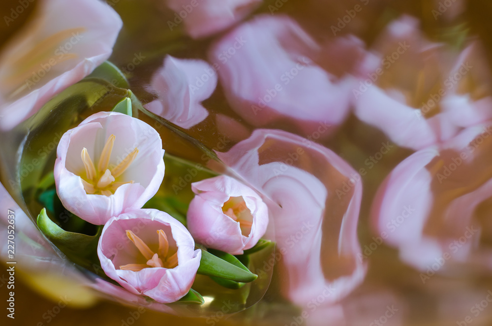 Gently pink three tulips on reflection background Gently pink three tulips on reflection background