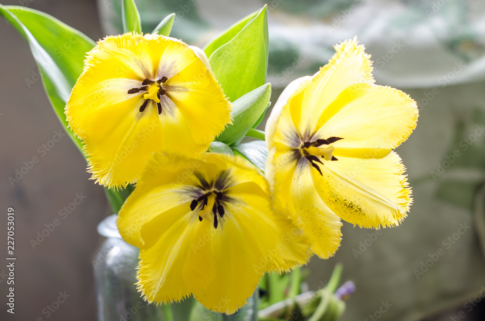 Fototapeta premium Gently yellow three tulips in a vase