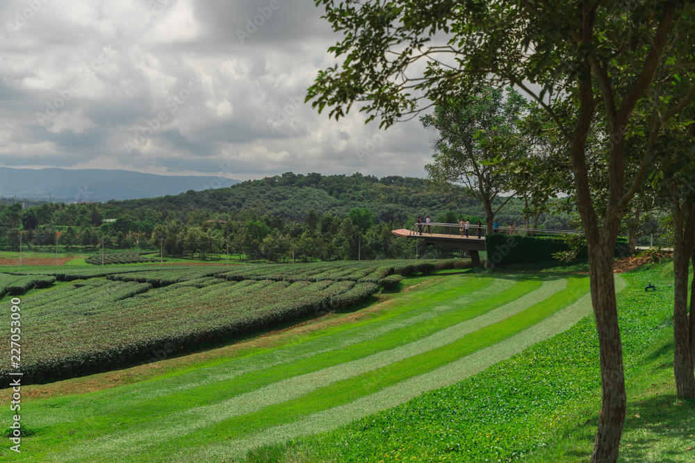 Scenic view of  Choui fond tea plantation with blue sky background