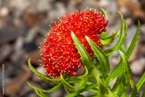 Red flower (rhodiola kirilowii) and the blured stones in the background photo