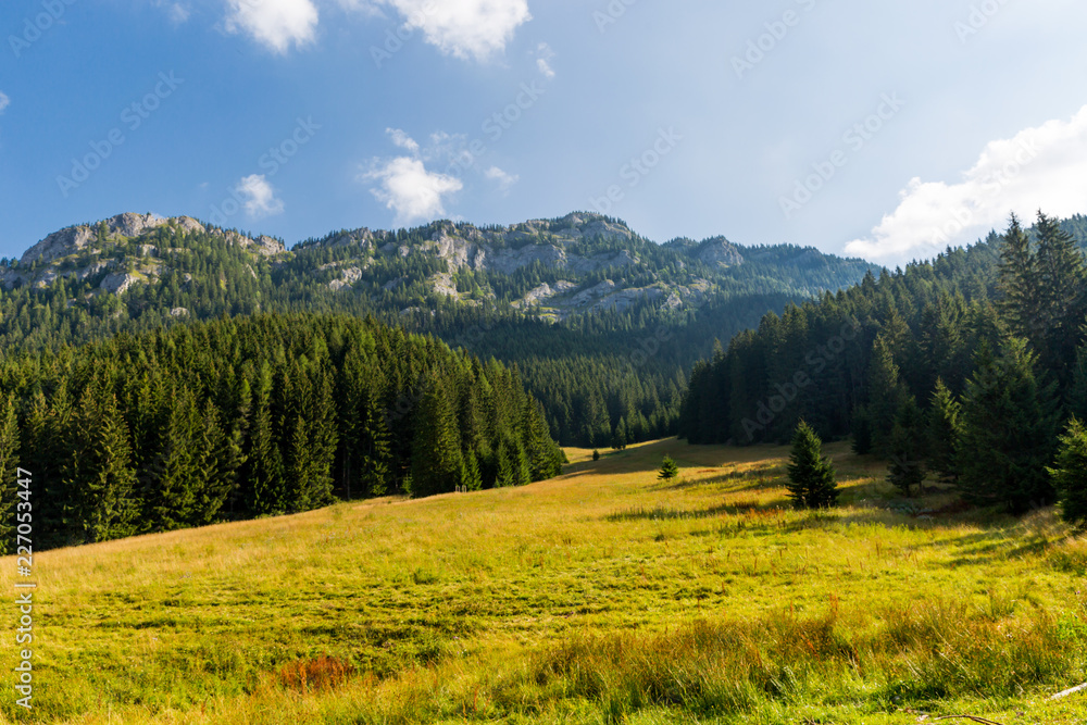 meadow in mountains