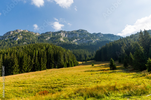 meadow in mountains © Pavlo Klymenko