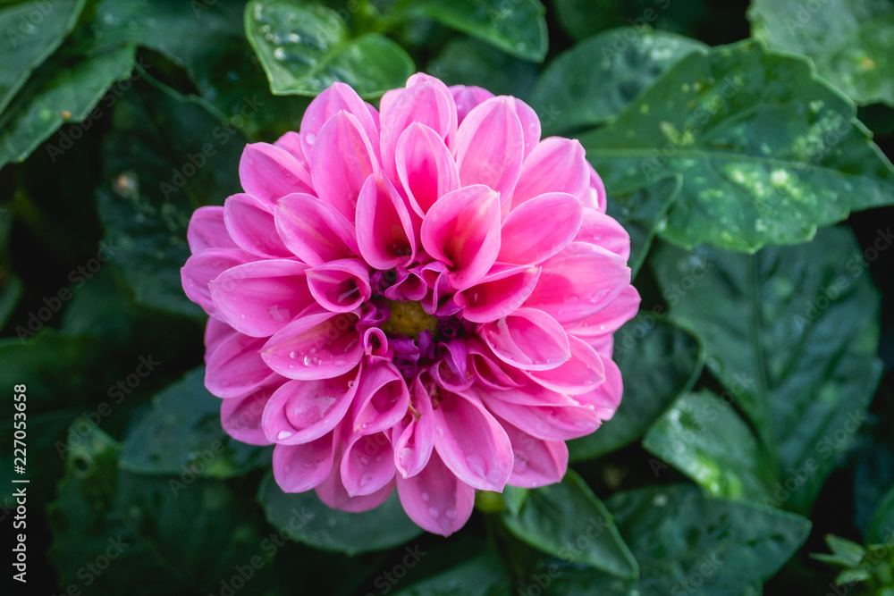 Obraz premium Dahlie auf grün